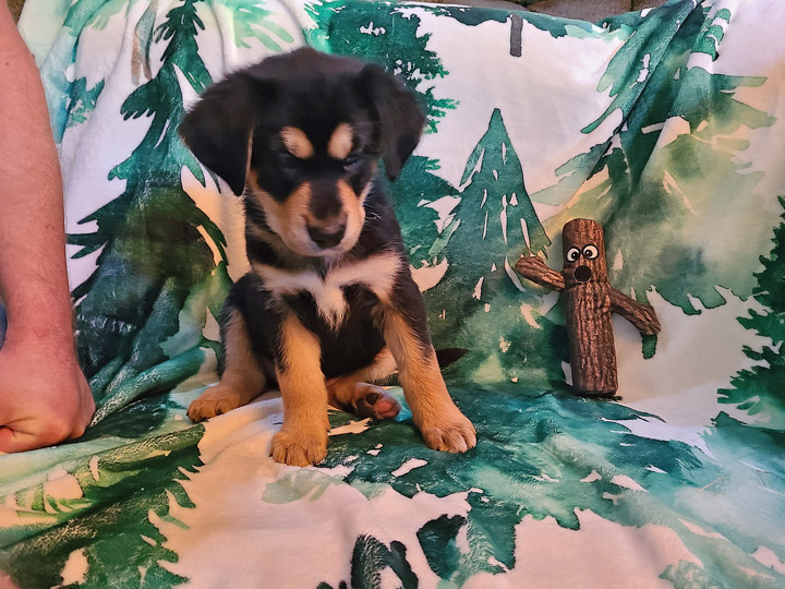 chinook puppy